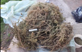 Ungheni: Bărbat de 82 de ani, cu droguri de jumătate de milion de lei în podul casei